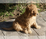 Small Photo #1 Goldendoodle Puppy For Sale in MADILL, OK, USA