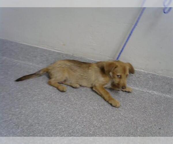 Medium Photo #1 Mutt Puppy For Sale in Pasadena, TX, USA