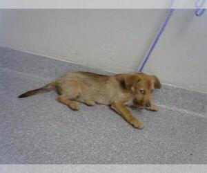 Mutt Dogs for adoption in Pasadena, TX, USA