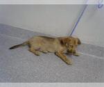Small Mutt