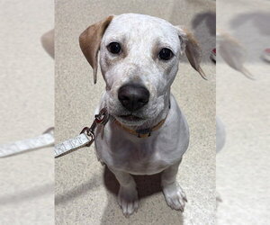 German Shorthaired Pointer-Unknown Mix Dogs for adoption in Dedham, MA, USA