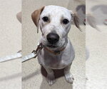 NUGGET - Male German Shorthaired Pointer-Unknown Mix Dog for Adoption - Small photo