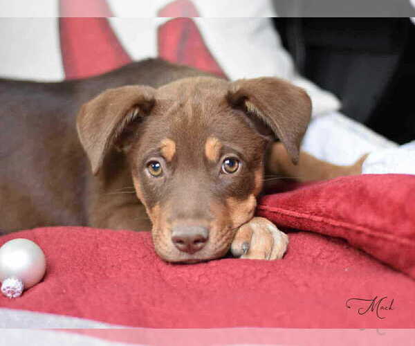 Medium Photo #1 Labrador Retriever-Unknown Mix Puppy For Sale in Brewster, NY, USA