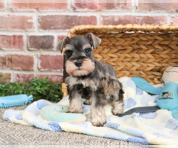 Medium Photo #1 Schnauzer (Miniature) Puppy For Sale in SYRACUSE, IN, USA