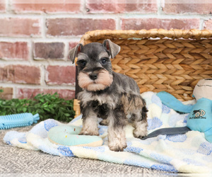 Schnauzer (Miniature) Puppy for sale in SYRACUSE, IN, USA