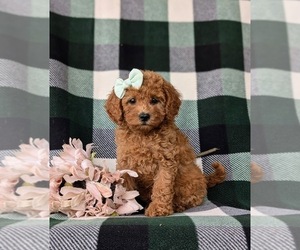 Poodle (Miniature) Puppy for sale in PEACH BOTTOM, PA, USA