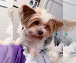 Small Photo #4 Mutt Puppy For Sale in Kennesaw, GA, USA