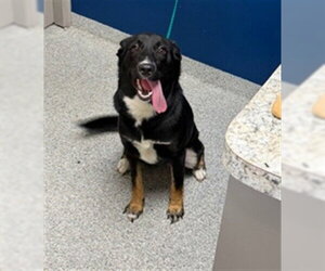 Labrador Retriever-Unknown Mix Dogs for adoption in Pasadena, TX, USA