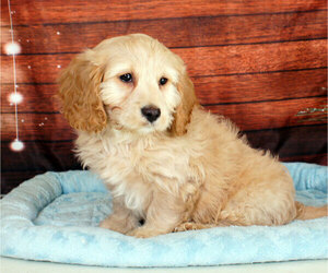 Cavapoo Puppy for sale in PENNS CREEK, PA, USA