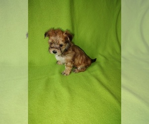 Morkie Puppy for sale in LAPEER, MI, USA