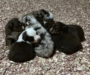 Australian Shepherd Puppy for sale in SALTVILLE, VA, USA