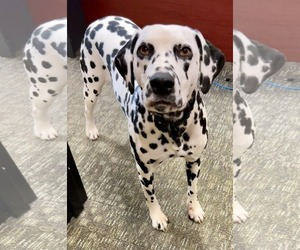 Dalmatian Dogs for adoption in Catasauqua, PA, USA