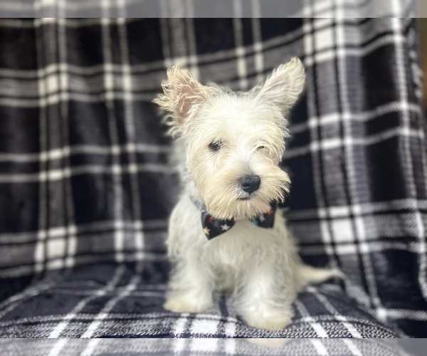 Medium Photo #10 West Highland White Terrier Puppy For Sale in LAKELAND, FL, USA