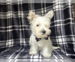 Small #9 West Highland White Terrier