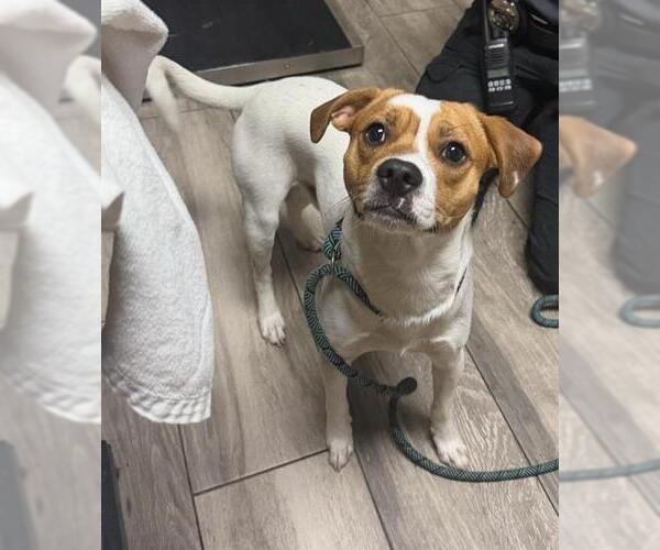 Medium Photo #1 Beagle-Unknown Mix Puppy For Sale in Redlands, CA, USA