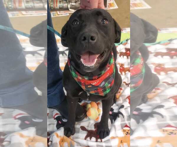 Medium Photo #8 Labrador Retriever-Unknown Mix Puppy For Sale in Tampa, FL, USA
