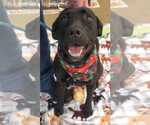 Small #7 Labrador Retriever Mix