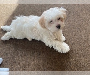 ShihPoo Puppy for sale in EASTCHESTER, NY, USA
