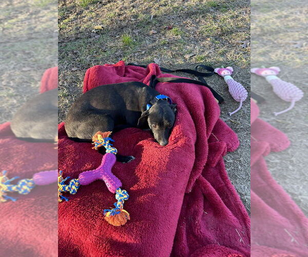 Medium Photo #3 Mutt Puppy For Sale in Boston, MA, USA