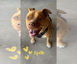 Small #3 American Staffordshire Terrier-Boxer Mix