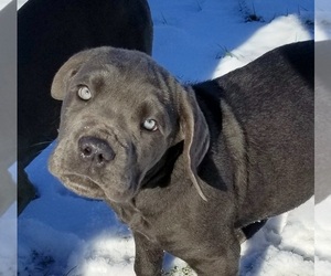 Cane Corso Puppy for sale in GERRARDSTOWN, WV, USA