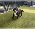 Small #1 American Pit Bull Terrier