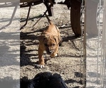 Small Photo #130 Rhodesian Ridgeback Puppy For Sale in MORONGO VALLEY, CA, USA