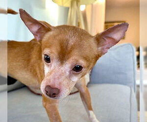 Chihuahua-Unknown Mix Dogs for adoption in Plainfield, IL, USA
