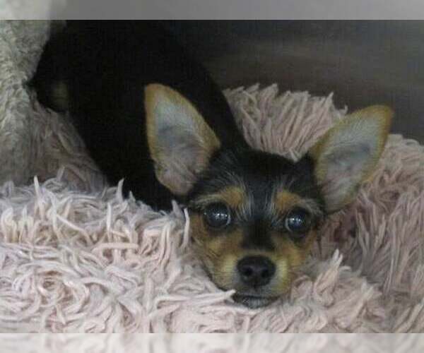 Medium Photo #14 Chihuahua-Unknown Mix Puppy For Sale in Corona, CA, USA