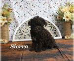 Small #12 Poodle (Toy)