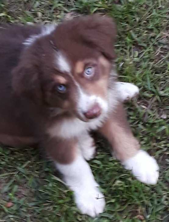 Medium Photo #8 Australian Shepherd Puppy For Sale in COOPERSTOWN, NY, USA
