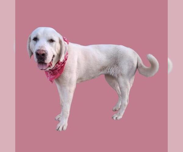 Medium Photo #2 Anatolian Pyrenees Puppy For Sale in Bakersfield, CA, USA