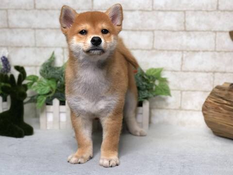 Medium Photo #2 Shiba Inu Puppy For Sale in SAN FRANCISCO, CA, USA