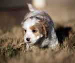 Small Photo #4 Cavachon-Poodle (Miniature) Mix Puppy For Sale in CEDAR PARK, TX, USA