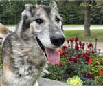 Small Gerberian Shepsky