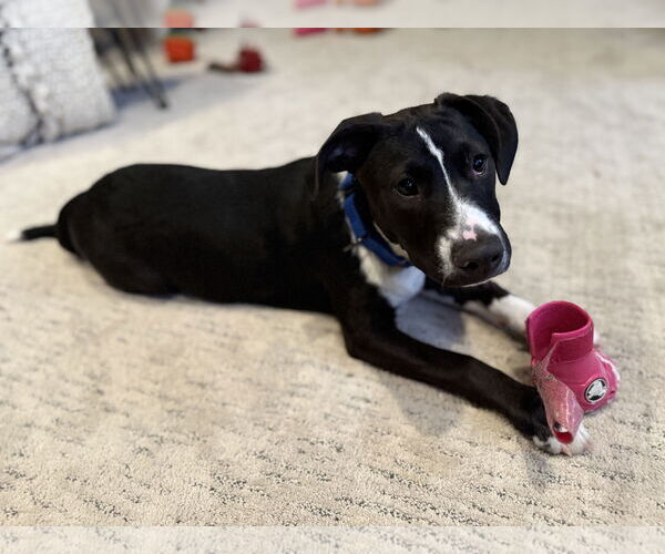 Medium Photo #4 Mutt Puppy For Sale in Oakhurst, NJ, USA