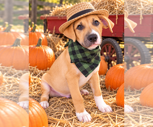 Borador Dogs for adoption in Mt. Laurel, NJ, USA