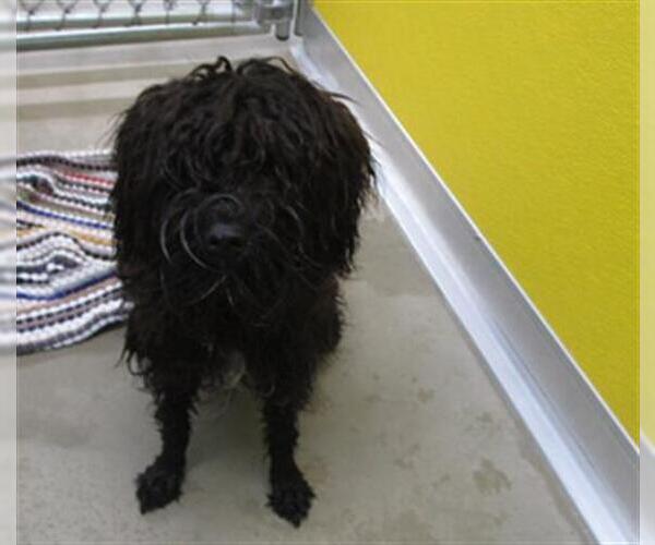 Medium Photo #1 Poodle (Miniature)-Unknown Mix Puppy For Sale in Temple, TX, USA