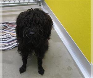 Poodle (Miniature)-Unknown Mix Dogs for adoption in Temple, TX, USA
