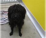 Small Poodle (Miniature) Mix