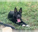 Small #2 American Pit Bull Terrier Mix