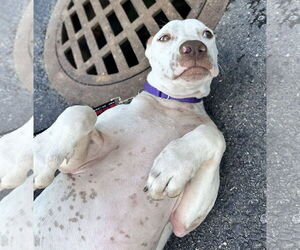 Boxer-Unknown Mix Dogs for adoption in Sterling, MA, USA