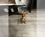 Small Mutt