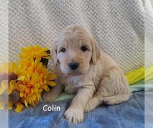 Goldendoodle Puppy for sale in GREENBANK, PA, USA