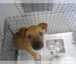 American Pit Bull Terrier-Unknown Mix Dogs for adoption in Pasadena, TX, USA