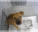 Small American Pit Bull Terrier Mix