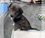 Small #5 Australian Shepherd-Catahoula Leopard Dog Mix