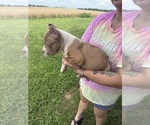 Small #3 American Bully