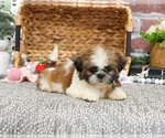 Small #8 Shih Tzu