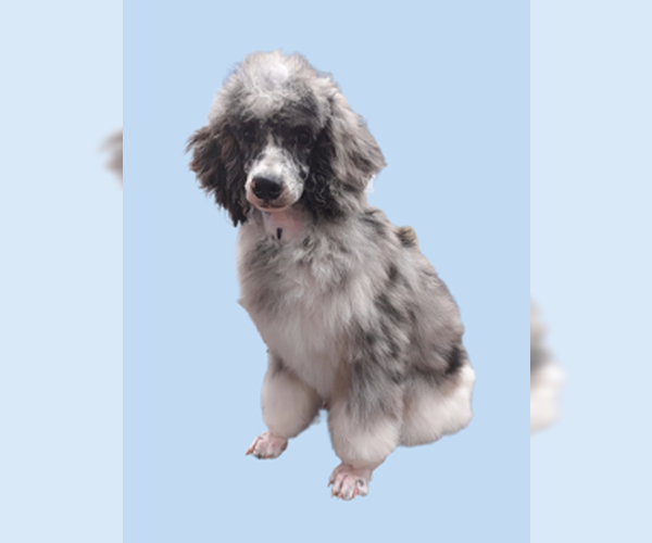 Medium Photo #1 Poodle (Standard) Puppy For Sale in Lincolnwood, IL, USA